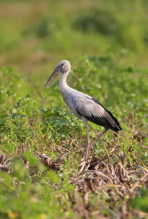Framed Print : Asian Open-billed Stork (Anastomus oscitans) adult