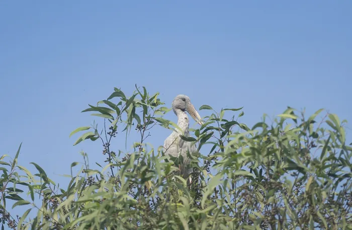Framed Print : An Asian Openbill stork (Anastomus oscitans) on a tree branch