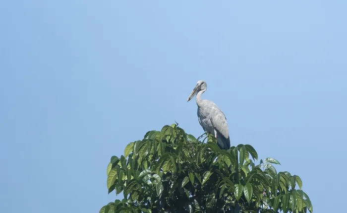 Framed Print : An Asian Openbill stork (Anastomus oscitans) on a tree branch