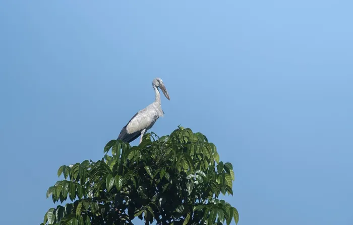 Framed Print : An Asian Openbill stork (Anastomus oscitans) on a tree branch