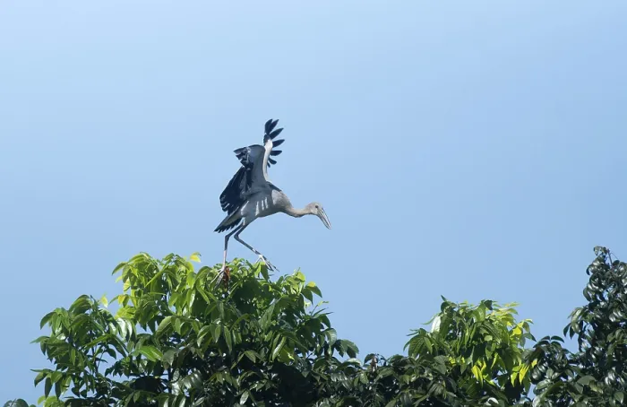 Framed Print : An Asian Openbill stork (Anastomus oscitans) on a tree branch Framed Print : An Asian Openbill stork (Anastomus oscitans) on a tree branch