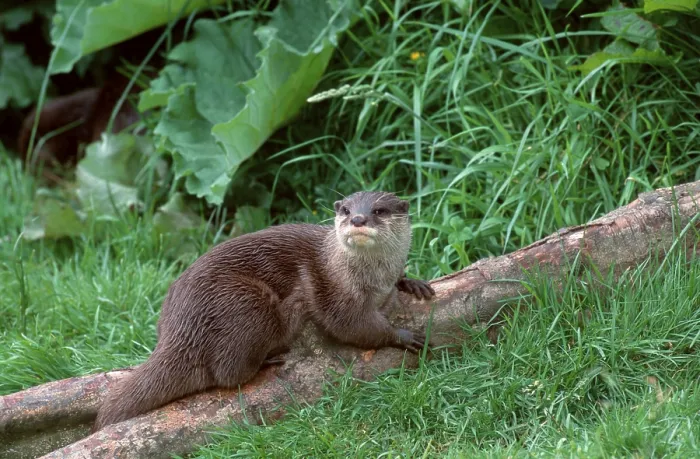 Framed Print : Asian oriental small-clawed otter (Amblonyx cinerea)