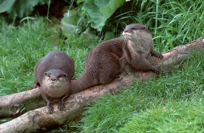 Framed Print : Asian oriental small-clawed otter (Amblonyx cinerea) Pair