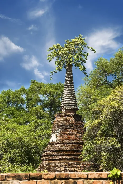 Framed Print : Asian religious architecture. Ancient ruins with growing trees under blue sky