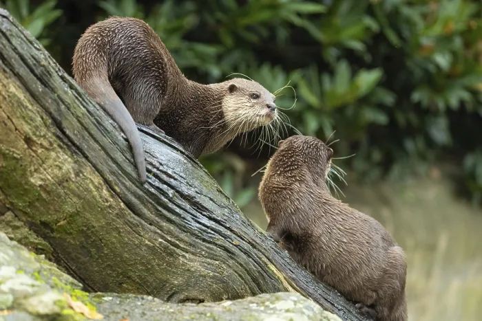 Framed Print : Asian small clawed otter Amblonyx cinerea