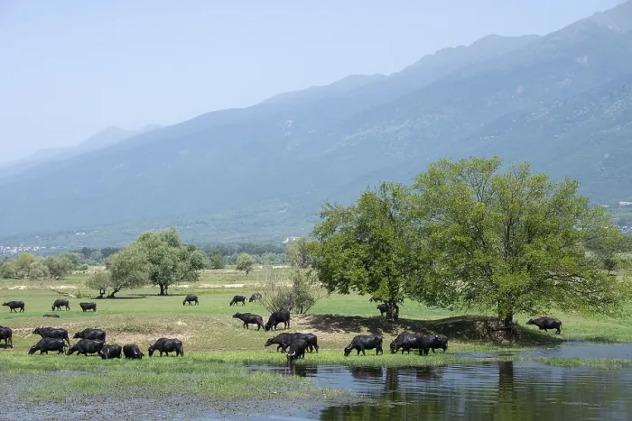 Framed Print : Asian water buffalo (Bubalus bubalis) grazing in wetland