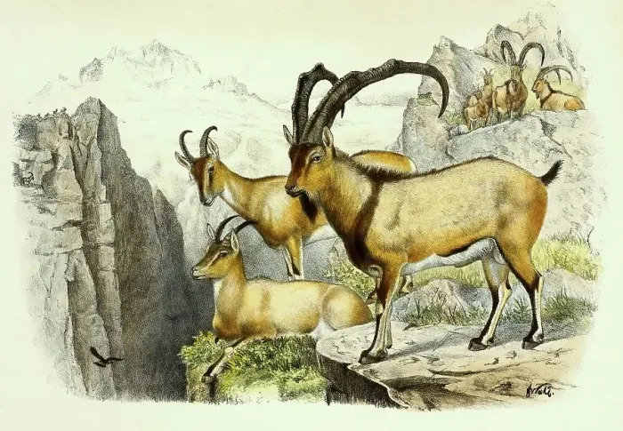 Framed Print : Asian wild goat (Capra aegagrus) Framed Print : Asian wild goat (Capra aegagrus)
