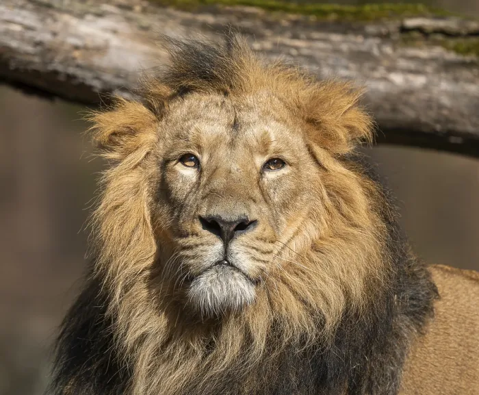 Framed Print : Asiatic Lion (Panthera leo persica)