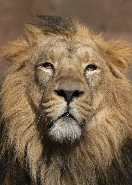 Framed Print : Asiatic Lion (Panthera leo persica)