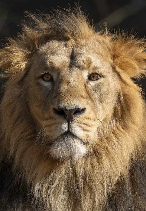 Framed Print : Asiatic Lion (Panthera leo persica)