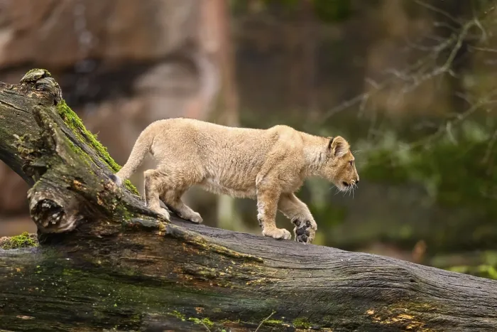 Framed Print : Asiatic lion (Panthera leo persica) cub climbing on a tree
