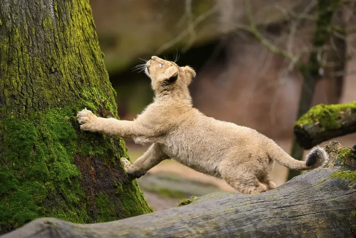 Framed Print : Asiatic lion (Panthera leo persica) cub climbing on a tree