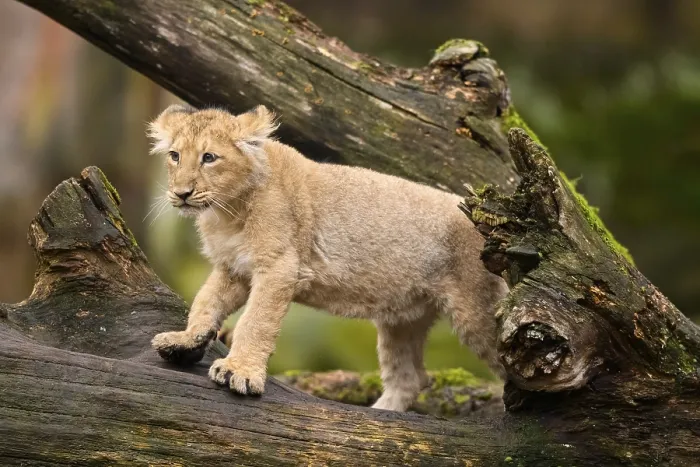Framed Print : Asiatic lion (Panthera leo persica) cub climbing on a tree