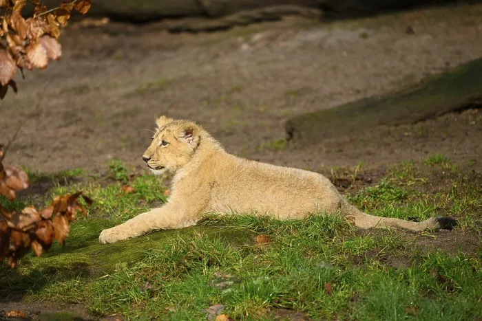 Framed Print : Asiatic lion (Panthera leo persica) cub lying in the green grass Framed Print : Asiatic lion (Panthera leo persica) cub lying in the green grass