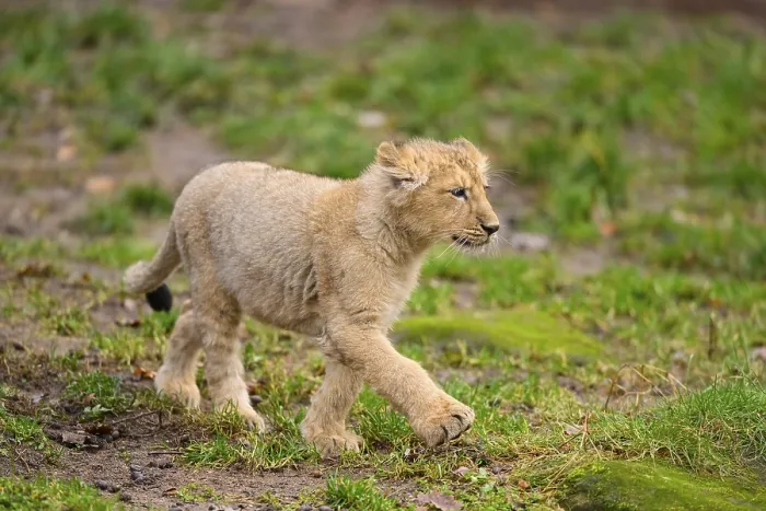 Framed Print : Asiatic lion (Panthera leo persica) cub standing in the green grass