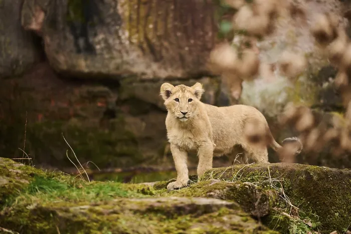 Framed Print : Asiatic lion (Panthera leo persica) cub standing on the ground