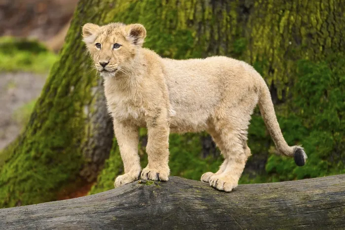 Framed Print : Asiatic lion (Panthera leo persica) cub standing on a tree trunk Framed Print : Asiatic lion (Panthera leo persica) cub standing on a tree trunk