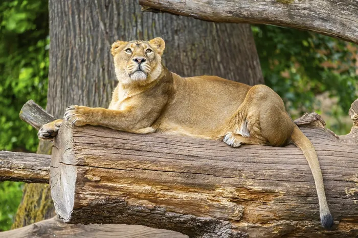 Framed Print : Asiatic lion (Panthera leo persica) female lying on a tree trunk Framed Print : Asiatic lion (Panthera leo persica) female lying on a tree trunk