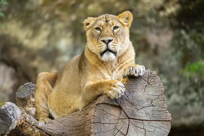 Framed Print : Asiatic lion (Panthera leo persica) female lying on a tree trunk