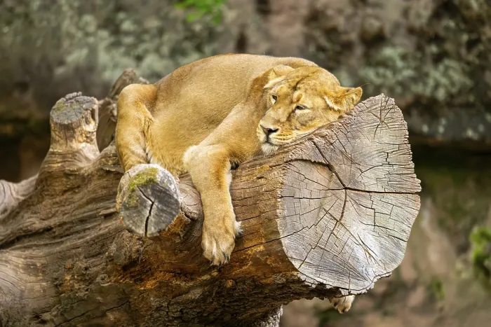 Framed Print : Asiatic lion (Panthera leo persica) female lying on a tree trunk