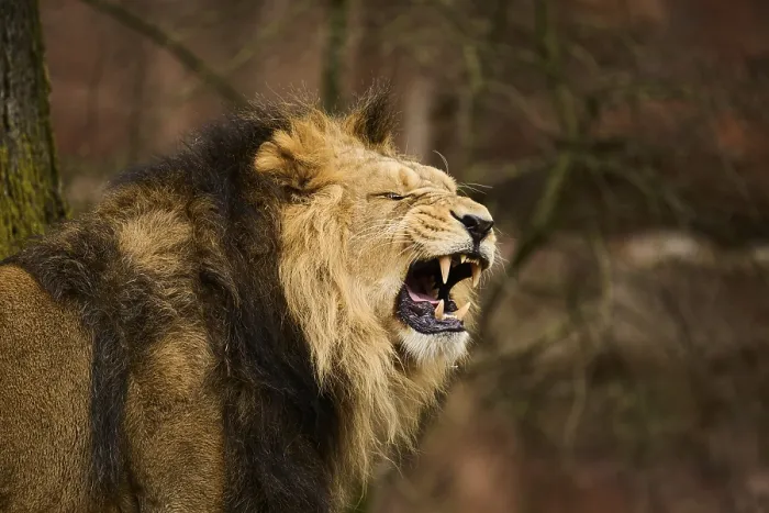 Framed Print : Asiatic lion (Panthera leo persica) male