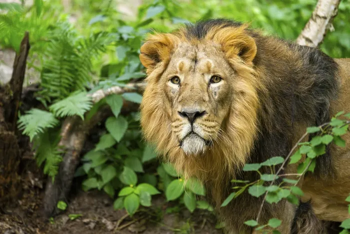 Framed Print : Asiatic lion (Panthera leo persica) male