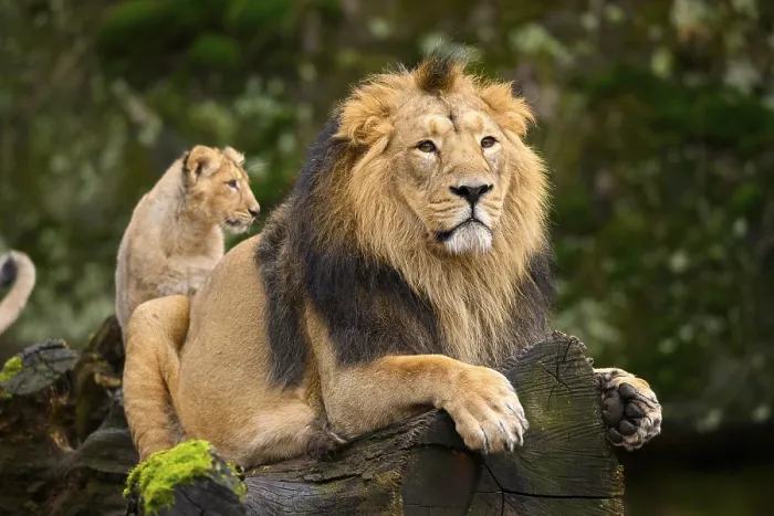 Framed Print : Asiatic lion (Panthera leo persica) male with his cub Framed Print : Asiatic lion (Panthera leo persica) male with his cub