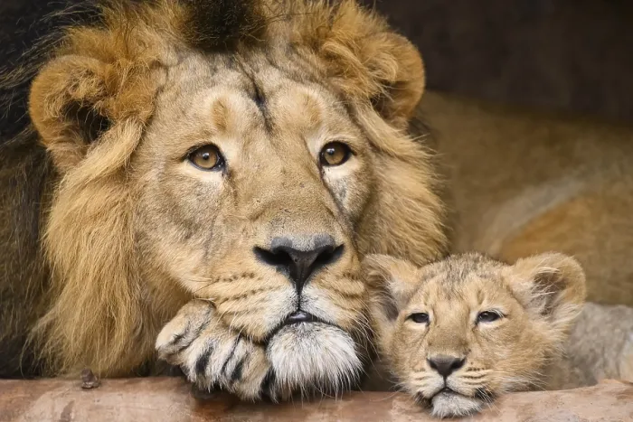 Framed Print : Asiatic lion (Panthera leo persica) male cuddeling with a cute cub Framed Print : Asiatic lion (Panthera leo persica) male cuddeling with a cute cub