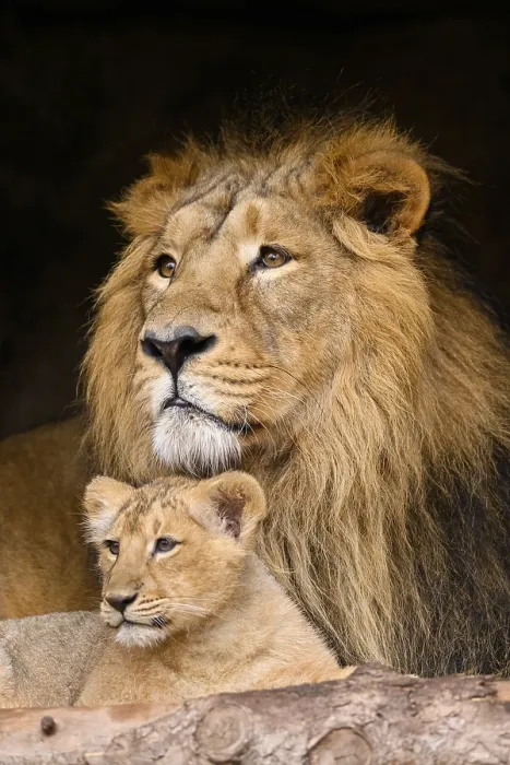 Framed Print : Asiatic lion (Panthera leo persica) male cuddeling with a cute cub