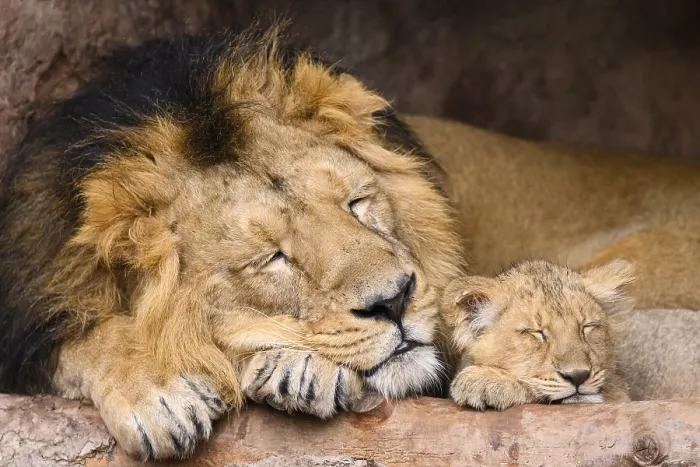 Framed Print : Asiatic lion (Panthera leo persica) male cuddeling with a cute cub