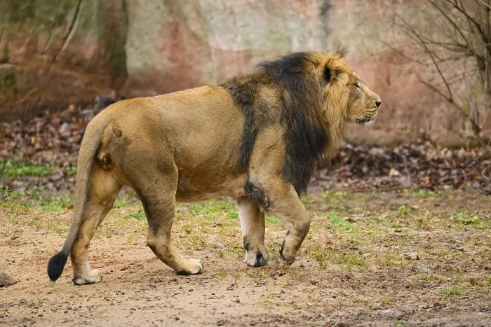 Framed Print : Asiatic lion (Panthera leo persica) male in the desssert