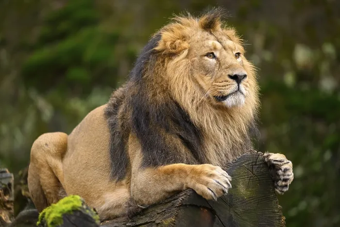 Framed Print : Asiatic lion (Panthera leo persica) male lying on a tree trunk