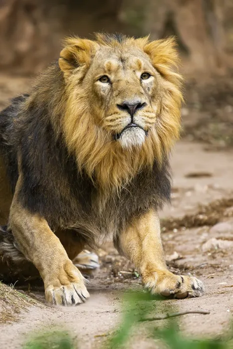 Framed Print : Asiatic lion (Panthera leo persica) male walking around on the ground Framed Print : Asiatic lion (Panthera leo persica) male walking around on the ground