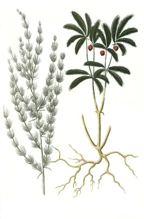 Framed Print : Asparagus domesticus and Asparagus sive corruda sylvestris africana aculeata foliis pennes avium referentibus