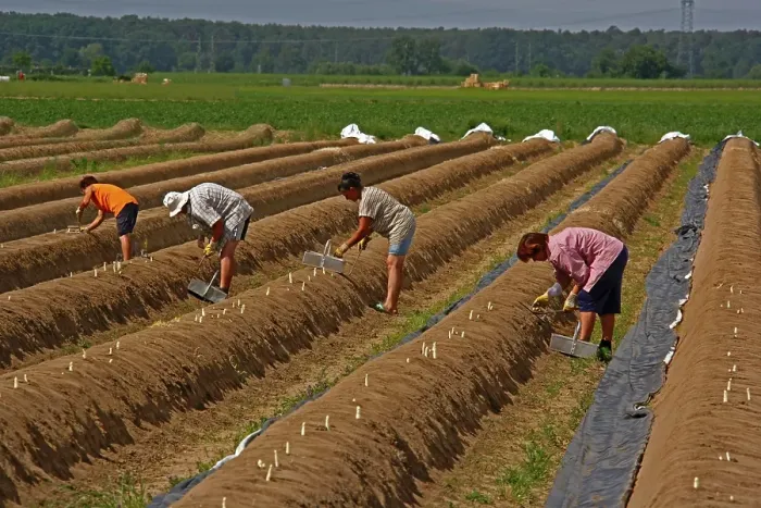 Framed Print : Asparagus harvest, asparagus field, harvest helper, asparagus cutter, Buettelborn near Darmstadt, Hesse, Germany, Europe
