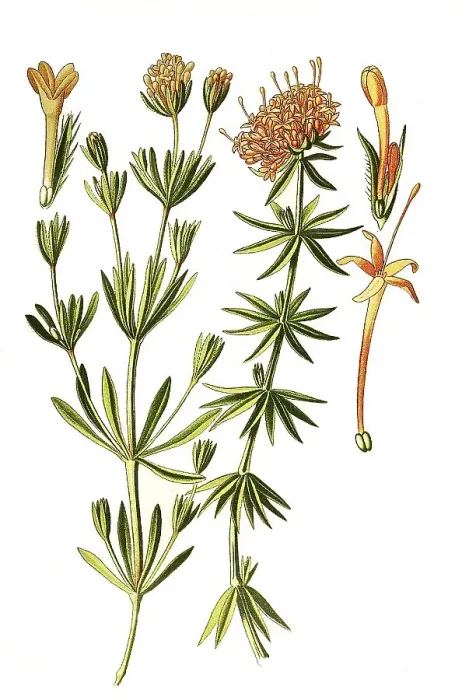 Framed Print : Asperula (orientalis), Crossworts
