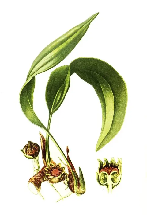 Framed Print : Aspidistra lurida. Cobbler's palm Framed Print : Aspidistra lurida. Cobbler's palm