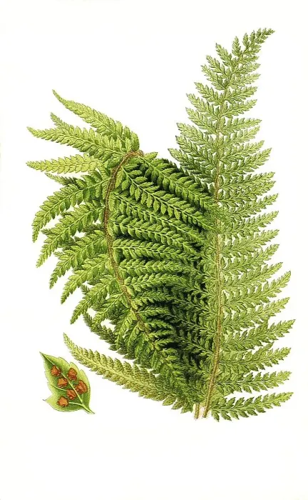 Framed Print : Aspidium aculeatum var subtripinnatum