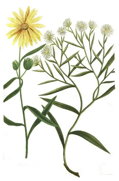 Framed Print : Aster altissimus flore luteo and Aster virginianus angustifolius
