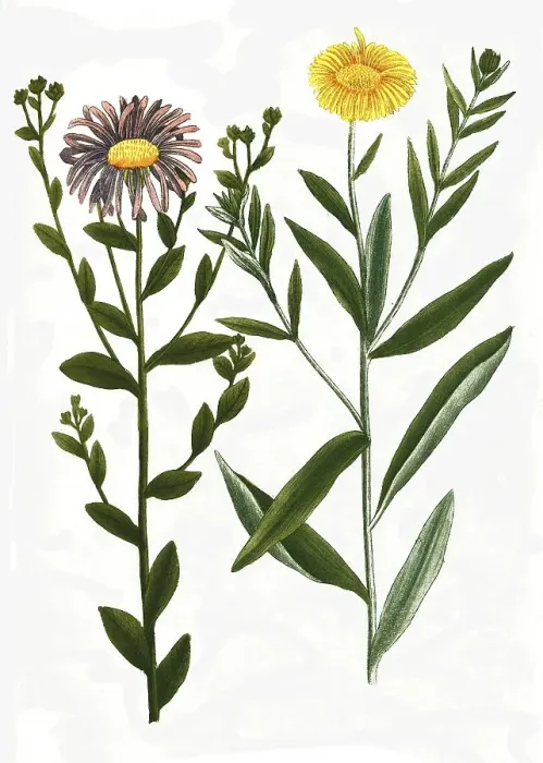 Framed Print : Aster luteus lanuginosus and Aster atticus caeruleus vulgaris