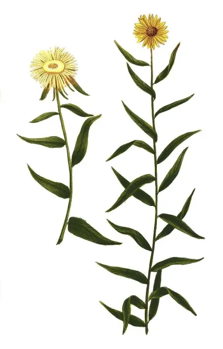 Framed Print : Aster montanus luteus salicis glabro folio and Aster atticus foliis floram mollioribus