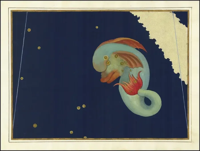Framed Print : Astronomy. The Celestial Atlas, the Uranometria, Ptolemaic constellations, by Johann Bayer (1572 - 7 March 1625), German astronomer, Delphinus, dolphin, dolphin, constellation near the celestial equator