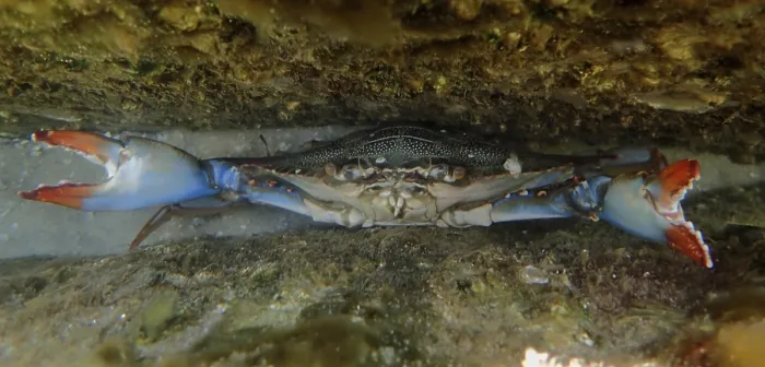 Framed Print : A atlantic blue crab (Callinectes sapidus) threatens in its hiding place with its claws