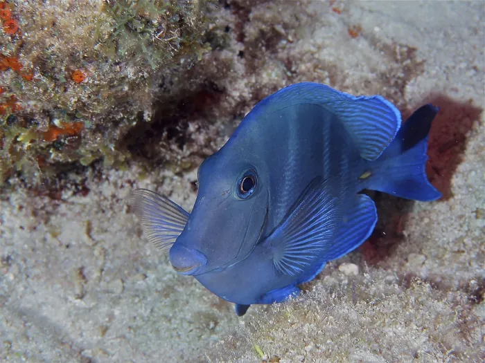 Framed Print : Atlantic blue tang (Acanthurus coeruleus)