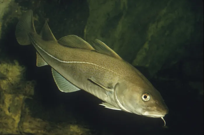 Framed Print : Atlantic cod (Gadus morhua), Cod