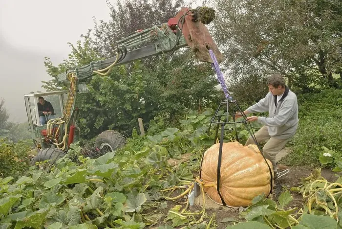 Framed Print : Atlantic Giant (Cucurbita maxima) being harvested with a dredger and special gear Framed Print : Atlantic Giant (Cucurbita maxima) being harvested with a dredger and special gear