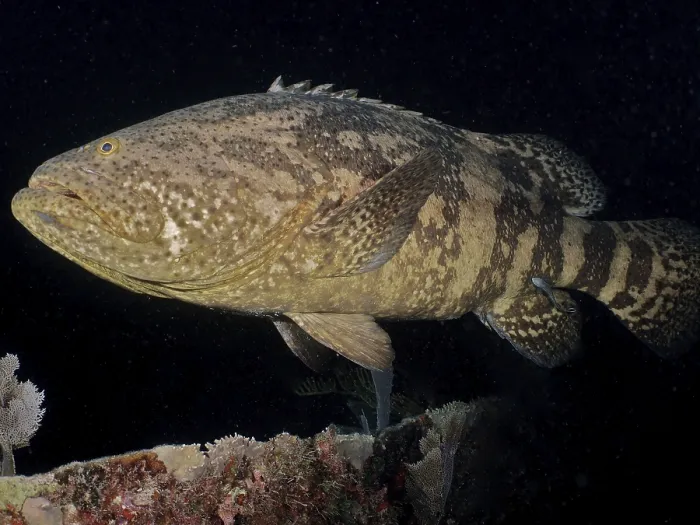 Framed Print : Atlantic goliath grouper (Epinephelus itajara) at night