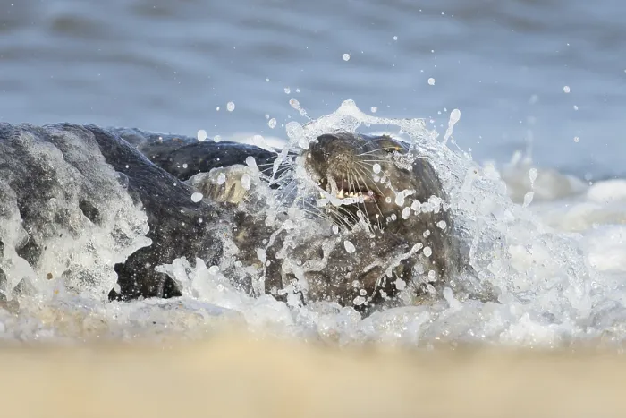 Framed Print : Atlantic grey seal (Halichoerus grypus)
