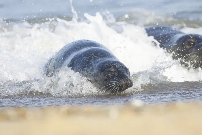 Framed Print : Atlantic grey seal (Halichoerus grypus) adult animal surfing in the sea waves on a seaside beach
