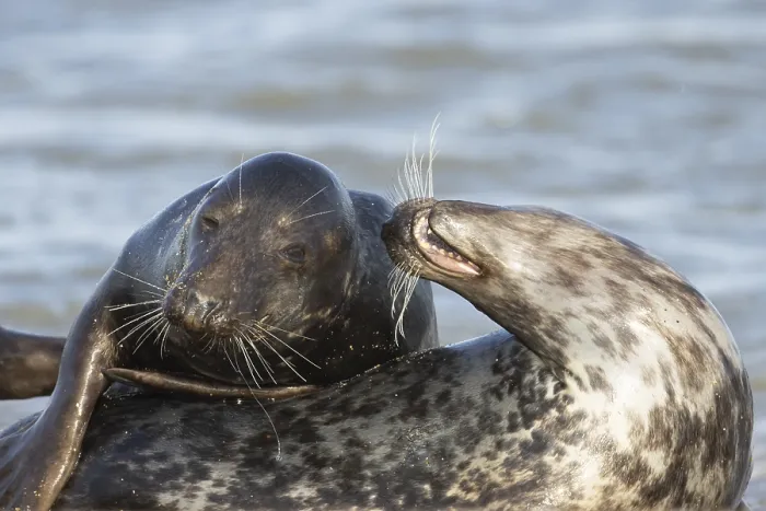 Framed Print : Atlantic grey seal (Halichoerus grypus) two adult seals animals in love flirting on a beach